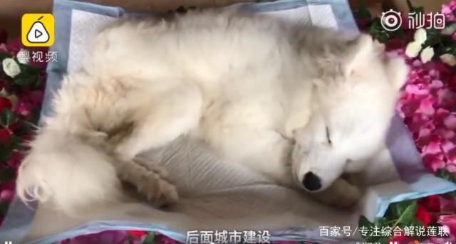 新奇!为做宠物殡葬师，曾卖掉房子!为什么还表示：会一直做下去