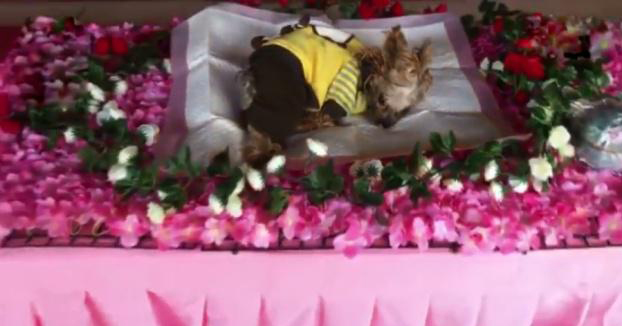 新奇!为做宠物殡葬师，曾卖掉房子!为什么还表示：会一直做下去